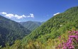 Bosque de Muniellos