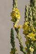Echte Königskerze  (Verbascum )