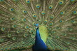 Pfau schlägt ein Rad