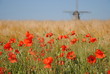 Mohnblumen am Kornfeld