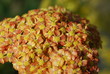 Gemeine Schafgarbe  gelb (Achillea millefolium)
