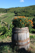 Vineyards and olive fields in Chianti, Tuscany