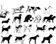 Chiens de chasse