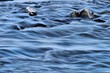 Vah river
