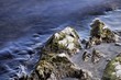 Rocks in Vah river