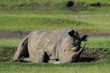 Rhinoceros (Rhinocerotidae), lake Nakuru, Kenya