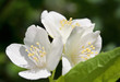 Macro shot of jasmine flower - selective focus Macro shot of jasmine flower - selective focus