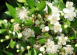 myrte ...floraison