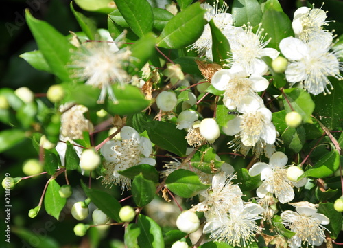 Foto: myrte ...floraison myrte ...floraison