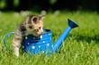 Katzenkind in Blumenkanne