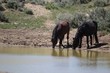 Wild Mustangs of McCullough Peak