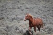 Wild Mustangs of McCullough Peak