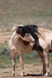 Wild Mustangs of McCullough Peak