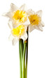 White Spring Daffodil Flower Bunch Isolated on White Background White Spring Daffodil Flower Bunch Isolated on White Background