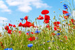 blumenwiese
