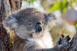 Koala with piercing eyes