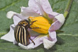 Escarabajo de la patata sobre una flor. Escarabajo de la patata sobre una flor.