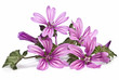 Malva.