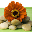 Orange zinnia on river rocks