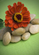 Orange zinnia on river rocks