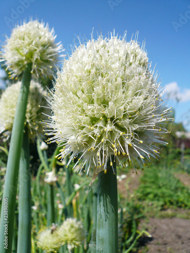 Photo: Blossoming onions Blossoming onions