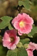 rose trémière