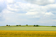 rural landscape and cloudy sky