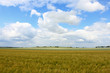 rural landscape and cloudy sky