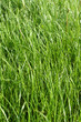 Grass texture