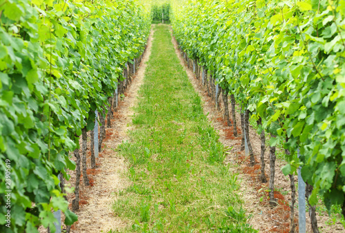 Foto: Wein Anbau - Vineyard Wein Anbau - Vineyard