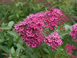 Foto: Little Princess - Zierstrauch winterhart Little Princess - Zierstrauch winterhart