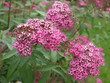Foto: Little Princess - Spiraea japanica Little Princess - Spiraea japanica
