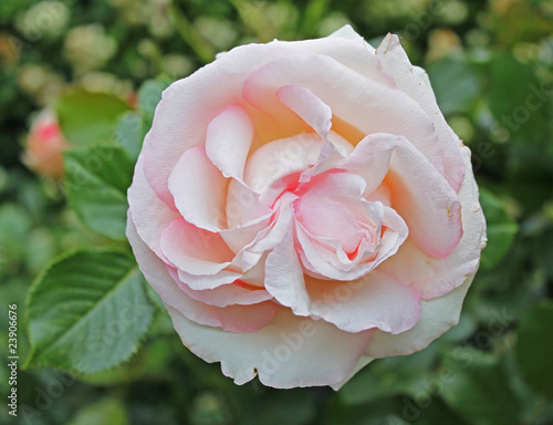 Foto: edenrose edenrose