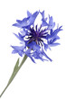 blue cornflower close up