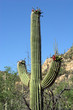 Single Saguaro Cactus w/ fruit and hilly background