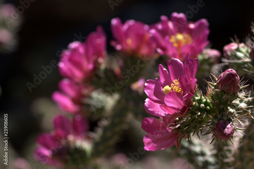 Photo: Staghorn Cholla cactus flowers (Cylindropuntia versicolor), Staghorn Cholla cactus flowers (Cylindropuntia versicolor),