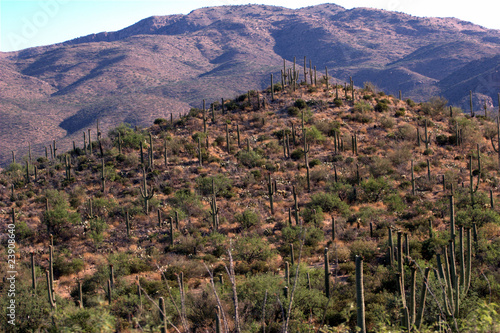 Photo: Single Saguaro Cactus w/ fruit and hilly background Single Saguaro Cactus w/ fruit and hilly background