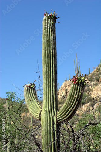 Photo: Single Saguaro Cactus w/ fruit and hilly background Single Saguaro Cactus w/ fruit and hilly background