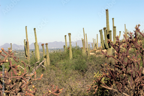 Photo: Saguaro Cactus w/ fruit frame by Staghorn Cholla Saguaro Cactus w/ fruit frame by Staghorn Cholla