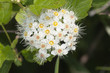 Schneeball - Viburnum