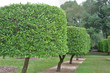 topiary orange trees
