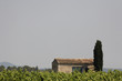 Maison dans les vignes