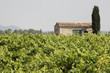 Maison dans les vignes