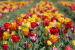 Tulpenfeld Tulpenfeld
