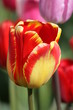 Tulpenblüte Tulpenblüte