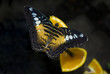 Beautiful Butterfly