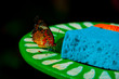 schmetterling mit blauem schwamm in kew garden