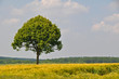 Sommer