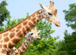 Giraffes Giraffes