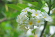 Plumeria flowers